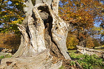 Old European beech (Fagus sylvatica) tree, Klampenborg Dyrehaven, Denmark, October 2008