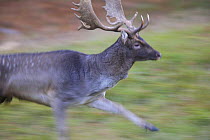 Fallow deer (Dama dama) buck running, Klampenborg Dyrehaven, Denmark, October 2008