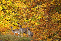 Three Fallow deer (Dama dama) two bucks and a doe, in front of Beech trees in ful autumn colour, Klampenborg Dyrehaven, Denmark, October 2008