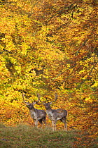 Two Fallow deer (Dama dama) bucks in front of Beech trees in full autumn colour, Klampenborg Dyrehaven, Denmark, October 2008