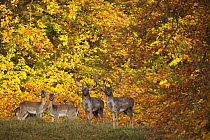Fallow deer (Dama dama) bucks and does in front of beech trees in full autumn colour, Klampenborg Dyrehaven, Denmark, October 2008