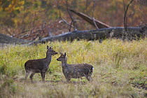 Two Sika deer (Cervus nippon) Klampenborg Dyrehaven, Denmark, October 2008