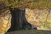 Base of an old European beech (Fagus sylvatica) tree, Klampenborg Dyrehaven, Denmark, October 2008