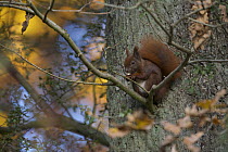 Red Squirrel (Sciurus vulgaris) feeding, Klampenborg Dyrehaven, Denmark, October 2008