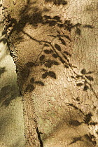 European beech (Fagus sylvatica) close-up of trunk, with shadows of leaves, Klampenborg Dyrehaven, Denmark, October 2008