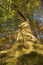 View looking up European beech (Fagus sylvatica) tree trunk, Klampenborg Dyrehaven, Denmark, October 2008