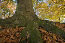 Base of a large European beech (Fagus sylvatica) tree, with roots and fallen leaves on ground, Klampenborg Dyrehaven, Denmark, October 2008