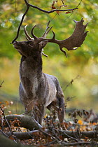 Fallow deer (Dama dama) buck sniffing branch, Klampenborg Dyrehaven, Denmark, October 2008