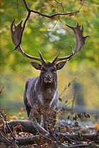 Fallow deer (Dama dama) buck, Klampenborg Dyrehaven, Denmark, October 2008