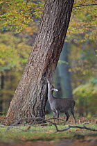 Sika deer (Cervus nippon) rubbing head on tree trunk, scent marking, Klampenborg Dyrehaven, Denmark, October 2008