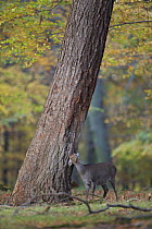 Sika deer (Cervus nippon) rubbing head on tree trunk, Klampenborg Dyrehaven, Denmark, October 2008