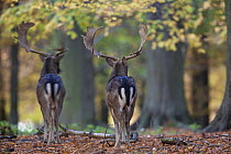 Rear view of two Fallow deer (Dama dama) bucks, Klampenborg Dyrehaven, Denmark, October 2008