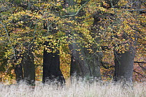 European beech (Fagus sylvatica) trees, Klampenborg Dyrehaven, Denmark, October 2008