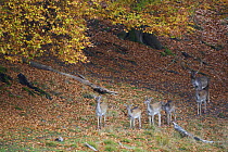 Fallow deer (Dama dama) buck with a group of does, Klampenborg Dyrehaven, Denmark, October 2008