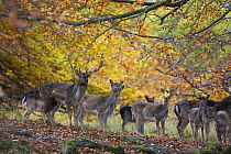 Fallow deer (Dama dama) buck with a groups of does, Klampenborg Dyrehaven, Denmark, October 2008