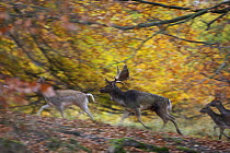 Fallow deer (Dama dama) running, Klampenborg Dyrehaven, Denmark, October 2008