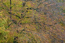 European beech (Fagus sylvatica) tree braches in autumn, Klampenborg Dyrehaven, Denmark, October 2008