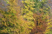 European beech (Fagus sylvatica) tree foliage in autumn, Klampenborg Dyrehaven, Denmark, October 2008