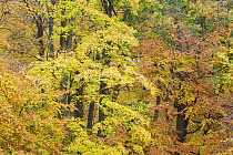 European beech (Fagus sylvatica) trees foliage in autumn, Klampenborg Dyrehaven, Denmark, October 2008