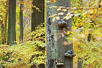 Bracket fungi growing on European beech (Fagus sylvatica) tree, Klampenborg Dyrehaven, Denmark, October 2008
