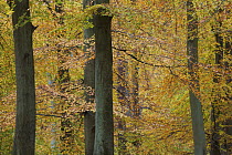 European beech (Fagus sylvatica) trees, Klampenborg Dyrehaven, Denmark, October 2008