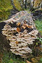 Remains of a fallen Beech tree (Fagus sylvatica) with fungi growing on it, Klampenborg Dyrehaven, Denmark, October 2008