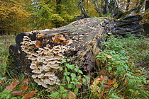 The remains of a fallen Beech tree with fungi growing on it, Klampenborg Dyrehaven, Denmark, October 2008
