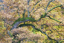 European oak (Quercus robur) tree, Klampenborg Dyrehaven, Denmark, October 2008