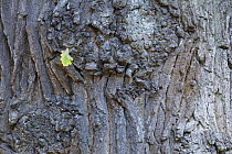 European oak (Quercus robur) bark with leaf growing from small twig on trunk, Klampenborg Dyrehaven, Denmark, October 2008