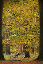 Fallow deer (Dama dama) buck in wood, framed by two trees, Klampenborg Dyrehaven, Denmark, October 2008