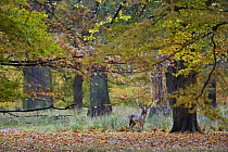 Fallow deer (Dama dama) buck in wood, Klampenborg Dyrehaven, Denmark, October 2008