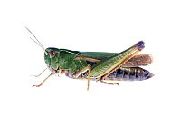 Common green grasshopper (Omocestus viridulus) Fliess, Naturpark Kaunergrat, Tirol, Austria, July 2008