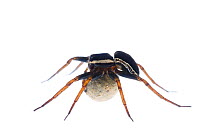 Female Raft spider (Dolomedes fimbriatus) carrying egg sac, Fliess, Naturpark Kaunergrat, Tirol, Austria, July 2008