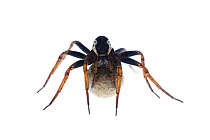 Female Raft spider (Dolomedes fimbriatus) with egg sac, Fliess, Naturpark Kaunergrat, Tirol, Austria, July 2008