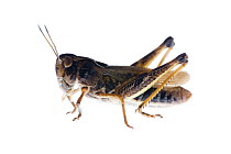 Female Grasshopper (Gomphocerippus sibiricus) Fliess, Naturpark Kaunergrat, Tirol, Austria, July 2008