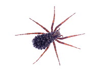 Spider with spiderlings on its back, Fliess, Naturpark Kaunergrat, Tirol, Austria, July 2008