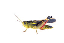 Grasshopper (Arcyptera fusca) Fliess, Naturpark Kaunergrat, Tirol, Austria, July 2008