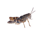 Italian locust (Calliptamus italicus) nymph,  grasshopper, Fliess, Naturpark Kaunergrat, Tirol, Austria, July 2008