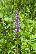 Fragrant orchid (Gymnadenia conopsea) in flower, Fliess, Naturpark Kaunergrat, Tirol, Austria, July 2008