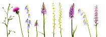 Meadow flowers, Fleabane (Erigeron sp) Thistle, Bearded bellfower (Campanula barbata) Common spotted orchid (Dactylorhiza, fuchsii) Common twayblade (Listera ovata) Fragrant orchid (Gymnadenia conopse...