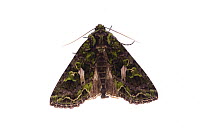 Orache moth (Trachea atriplicis) Fliess, Naturpark Kaunergrat, Tirol, Austria, July 2008