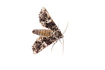 Marbled coronet moth (Hadena confusa) Fliess, Naturpark Kaunergrat, Tirol, Austria, July 2008