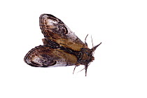 Moth (Notodonta ziczac) Fliess, Naturpark Kaunergrat, Tirol, Austria, July 2008