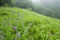 Flowering plants in an uncut meadow in light mist, Fliess, Naturpark Kaunergrat, Tirol, Austria, July 2008