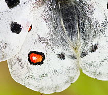 Apollo butterfly (Parnassius apollo) close-up, Fliess, Naturpark Kaunergrat, Tirol, Austria, July 2008