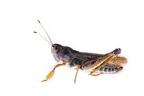 Male Grasshopper (Gomphocerippus sibiricus) Fliess, Naturpark Kaunergrat, Tirol, Austria, July 2008