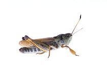 Male Grasshopper (Gomphocerippus sibiricus) Fliess, Naturpark Kaunergrat, Tirol, Austria, July 2008