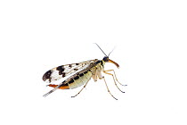 Common scorpionfly (Panorpa communis) Fliess, Naturpark Kaunergrat, Tirol, Austria, July 2008