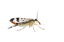 Common scorpionfly (Panorpa communis) Fliess, Naturpark Kaunergrat, Tirol, Austria, July 2008