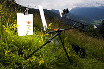 Orange / Fire lily (Lilium bulbiferum) with set up for outdoor studio photography, Fliess, Naturpark Kaunergrat, Tirol, Austria, July 2008